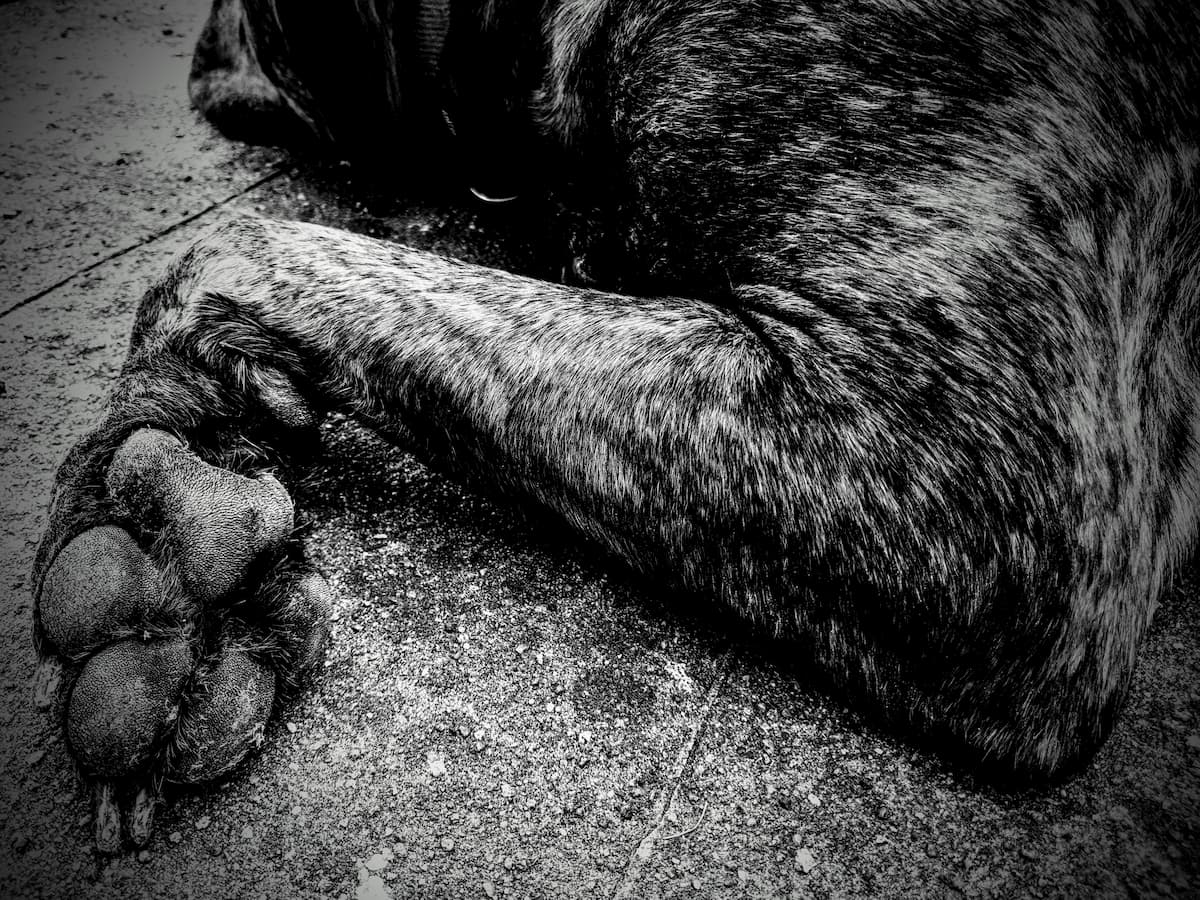 Hund stirbt nach Verzehr eines mutmaßlichen Giftköders bei Odenheim